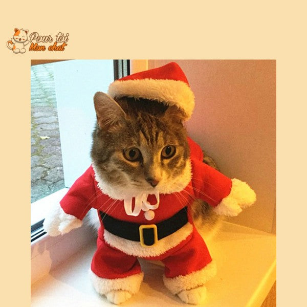 Boite cadeau Noël, chat Père Noël, boutique cadeau chat