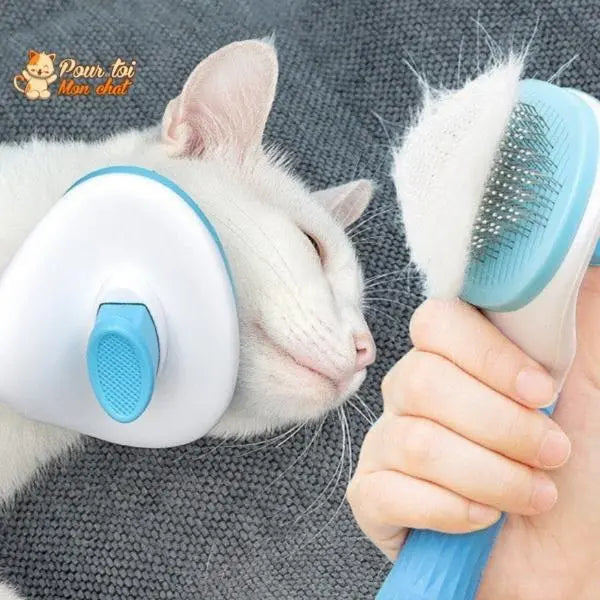 J'ai testé la nouvelle brosse anti poils de chat 🤔🤗🫥 La vie des chats