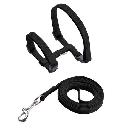 Collier anti-fuite pour chaton Pour toi Mon chat