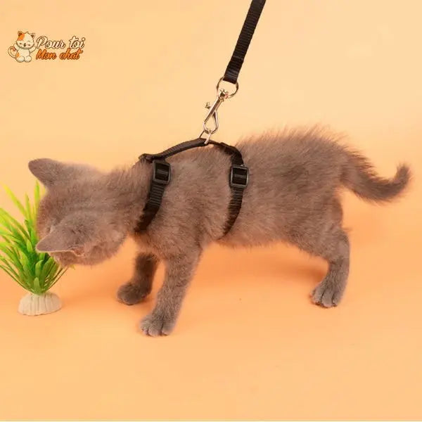 Collier anti-fuite pour chaton Pour toi Mon chat