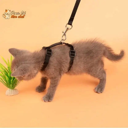 Collier anti-fuite pour chaton Pour toi Mon chat