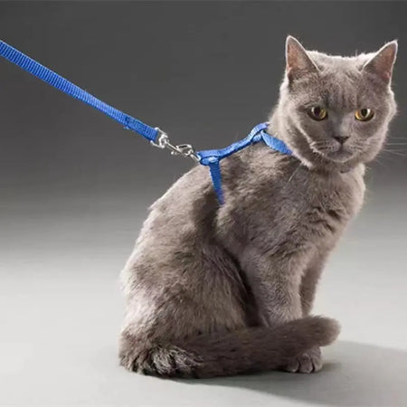 ⭐🏅harnais chat anti fugue Ensemble de laisse réglable en nylon pour chat,  service d'entraînement militaire - monchienchat