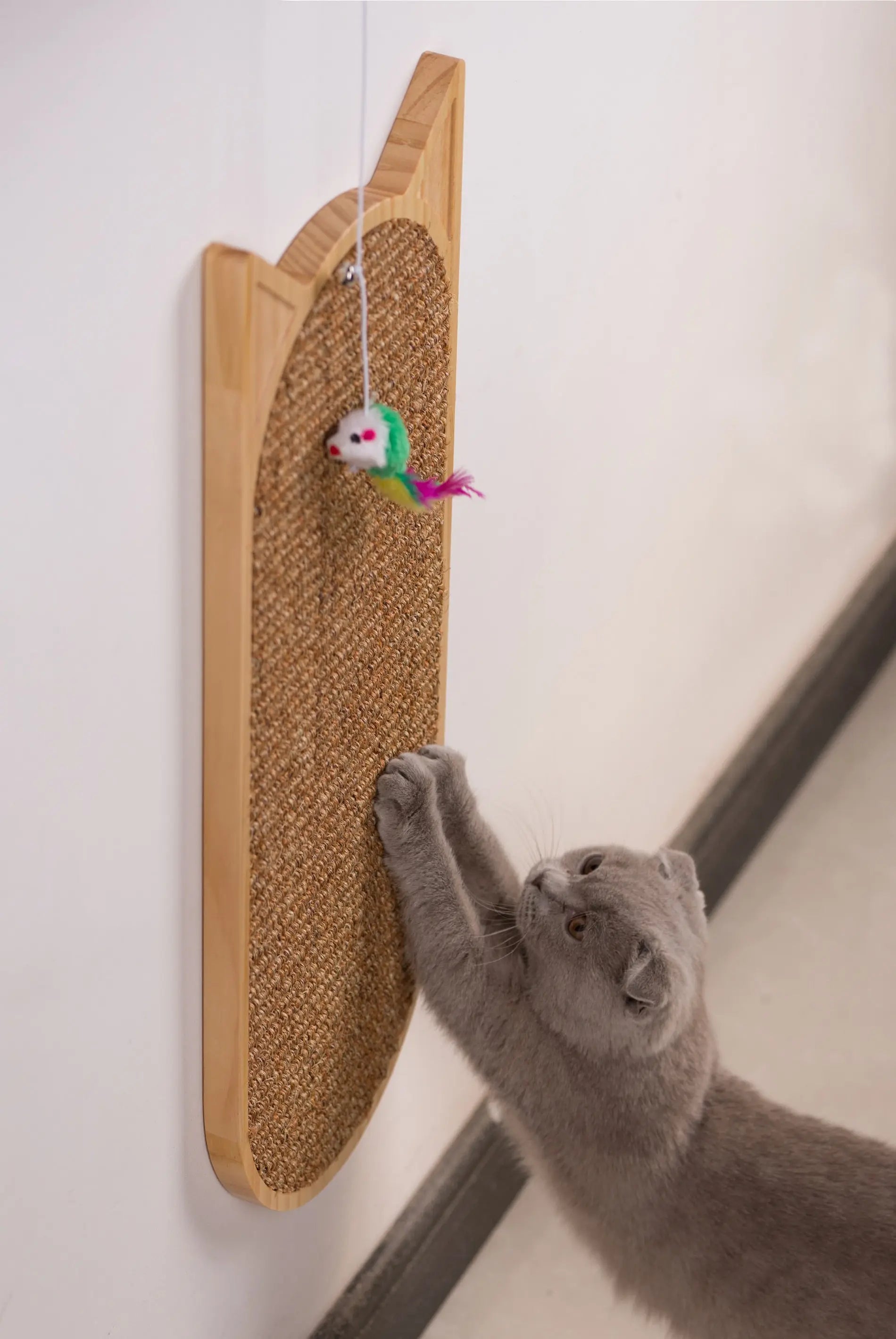 chaton coin papier à gratter mur sisal