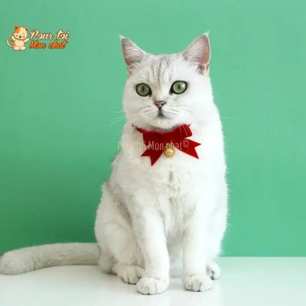 Noël - Nœud papillon de Noël - Pour Chat et Chien – Chat’nœud’Pap’™ - Pour toi Mon chat