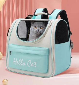 Un chat gris