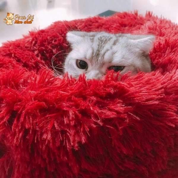 Coussin chat, maison pour chat, niche pour chat, COUSSINOO rouge, tête de chat blanc qui ressort, logo pour toi mon chat en haut à gauche